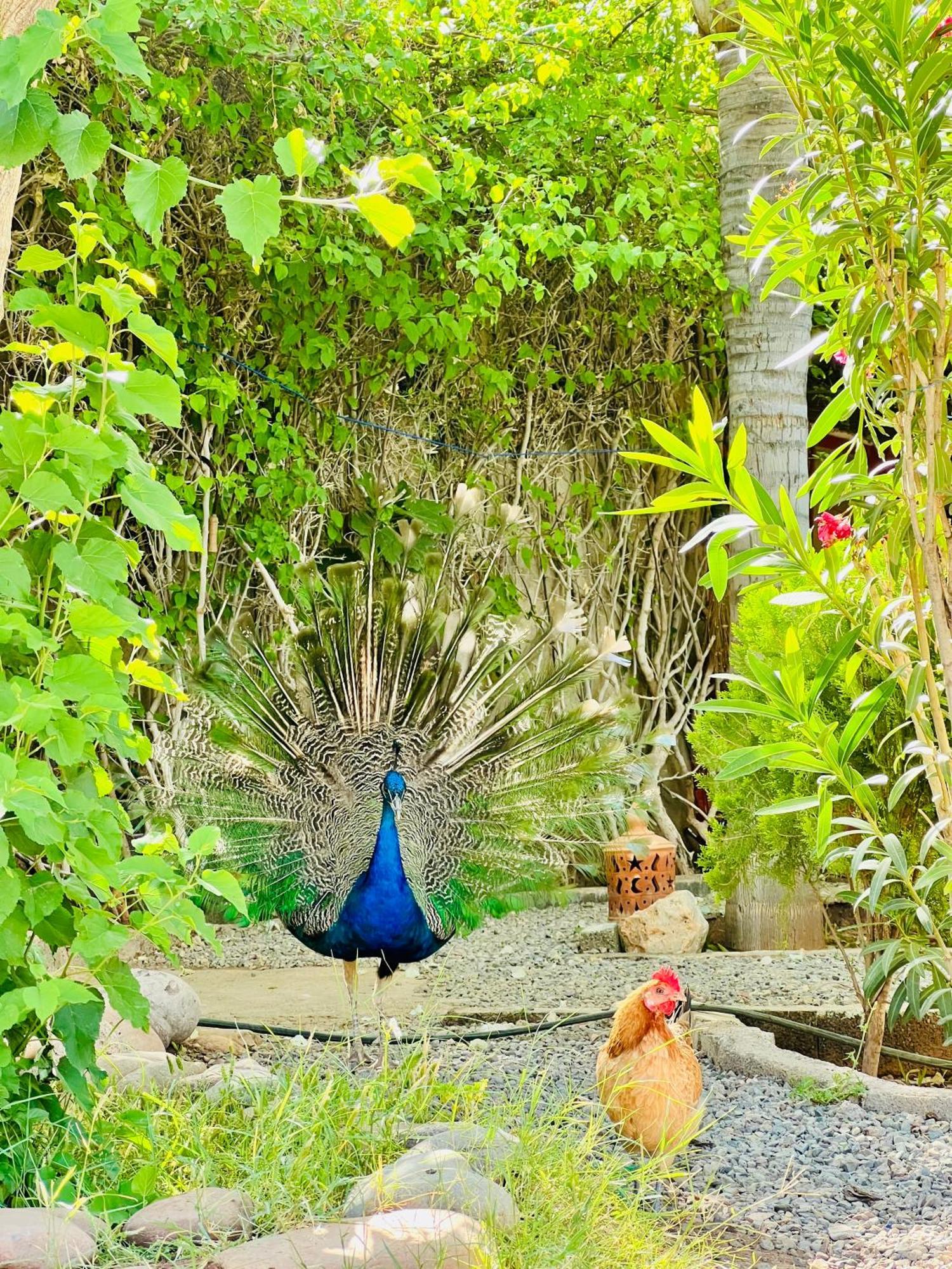 Villa Baddi Marrakech Lagouassem Luaran gambar